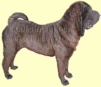 CANIL SHANGRI-LÁ , SHARPEI & CHOW-CHOW