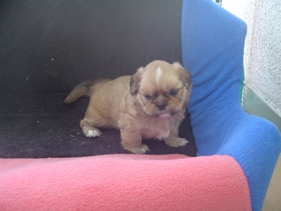 Vendo lindos shih tsus