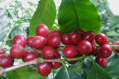 busca comprar propiedades en la zona norte de Nicaragua