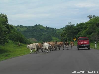 busca comprar propiedades en la zona norte de Nicaragua - Managua - Managua
