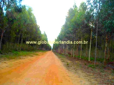 Fazenda a venda de eucalipto