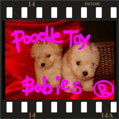 **** ESPECIALIZADO EM POODLES  *** VERDADEIROS BIBELOS ****www.lovp