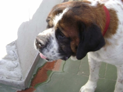 PENSIONADO Y GUARDERIA CANINA, EN CAPITAL ATENDIDO POR SUS DUEÑOS