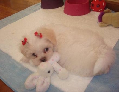 PUG, SHIH TZU , LHASA APSO, BASSET 5X =011 5073 4340