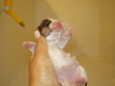 temos filhotes de Lhasa Apso disponível em 3x no cheque c/pedigree