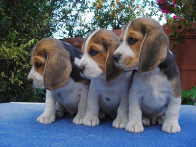 AUTENTICOS BEAGLES TRICOLORES Y BICOLORES