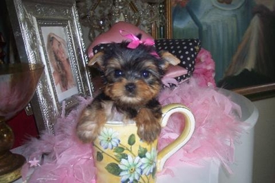 teacup yorkie adorables cachorros de forma gratuita adopción ...