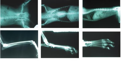 Veterinarias - Radiografias Rayos X Equiops de Rayos X Digitales -  - Lima Metropolitana y Callao - Lima