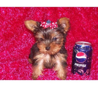 Lindo e atraente Yorkie cachorros