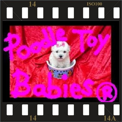 **** ESPECIALIZADO EM POODLES  *** VERDADEIROS BIBELOS ****
