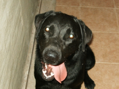 Labrador negro busca novia