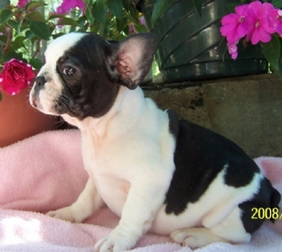 Bulldog Frances Para La Adopccion