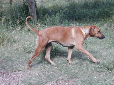 Cachorros de Rhodesian Ridgeback c/ Pedigree Internacional KCU/CBKC