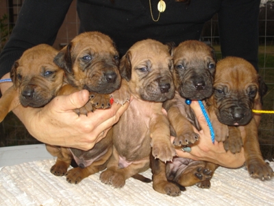 Filhotes de Rhodesian Ridgeback com Pedigree Internacional - Rio Grande do Sul - Porto Alegre