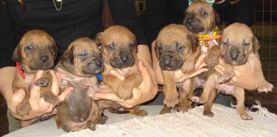 Filhotes de Rhodesian Ridgeback com Pedigree Internacional - Rio Grande do Sul - Porto Alegre
