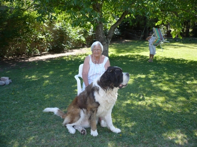 San Bernardo Macho para Servicio