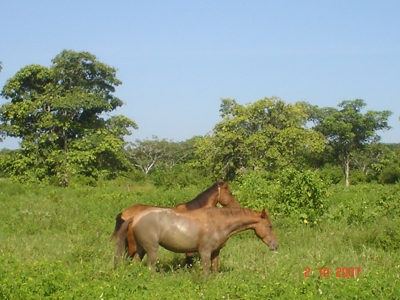 Finca de 22 Hectareas en Rio Chico Barlovento Edo Miranda. - Distrito Capital - Caracas