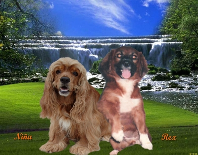 cooker spaniel busca novio