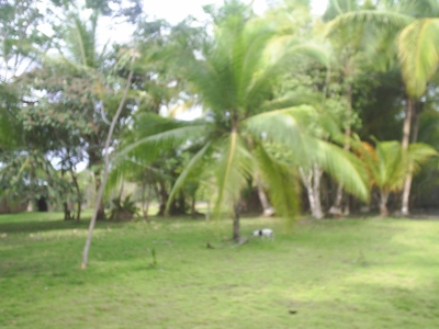 VENDO FINCA FRENTE A LA PLAYA - Puntarenas - Golfito