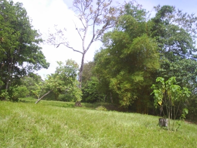 Vendo Finca $ 4 m2 en Puerto Jimenez