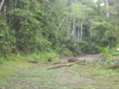 Vendo Finca $ 4 m2 en Puerto Jimenez - Venta de terrenos - Golfito - Puntarenas
