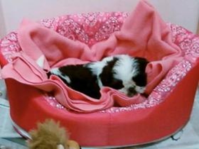 VENDA DE FILHOTES:SHIH TZU,PUG, LHASA APSO EM 6X