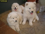 SE VENDEN CACHORROS RAZA PURA SAMOYEDO