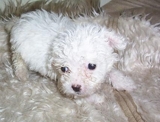 French Poodle Tacita de Te