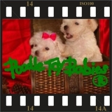 www.lovpuppies.webs.com ** VERDADEIROS BIBELOS  ***