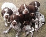 VENDO CACHORRITAS BRACO ALEMAN