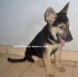 VENDO CACHORRAS  DE RAZA PASTOR ALEMAN