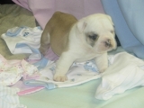Full sangue Inglês bulldogs cachorros para adopção.