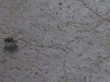Phto0003_thumb