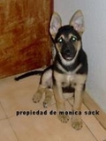 Vendo Pastor Aleman Hembra y Un Poodle Tea-Cup