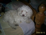 Busco novia para mi perro