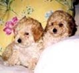***POODLE TOYZINHO***PARECE URSINHO DE PELUCIA DE FOFO*****
