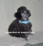 Vendo Poodle Tea-Cup  color gris/cenizo