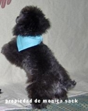 Vendo Pastor Aleman Hembra y Un Poodle Tea-Cup color gris/cenizo