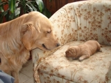Cachorros Golden Retriever