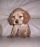 Puppy_thumb