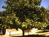 REF-729- CHACARA C/ CASA 3 DORMS -TIMBARÁ-CAMPO LIMPO PTA