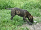 CUBAN MASTIFF