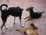 GUARDERIA CANINA FAMILIAR