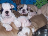 Inglês Bulldog cachorros para venda