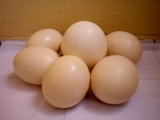 Ovos de avestruz a R$ 10,00 - Paraíba