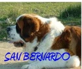 SAN BERNARDOS SAN BERNARDO HERMOSOS CACHORROS VENDO