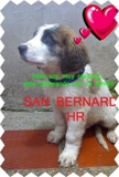 SAN BERNARDOS SAN BERNARDO HERMOSOS CACHORROS VENDO - Bogotá - Bogotá