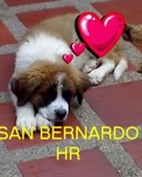 SAN BERNARDOS SAN BERNARDO HERMOSOS CACHORROS VENDO - Bogotá - Bogotá