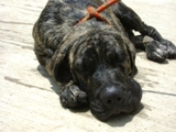 Bloodhound excelsos