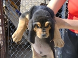 Bloodhound excelsos